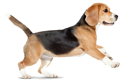 Beagle